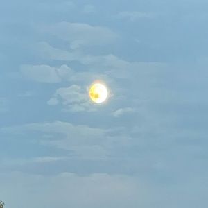 Meet your Posher, Shelby